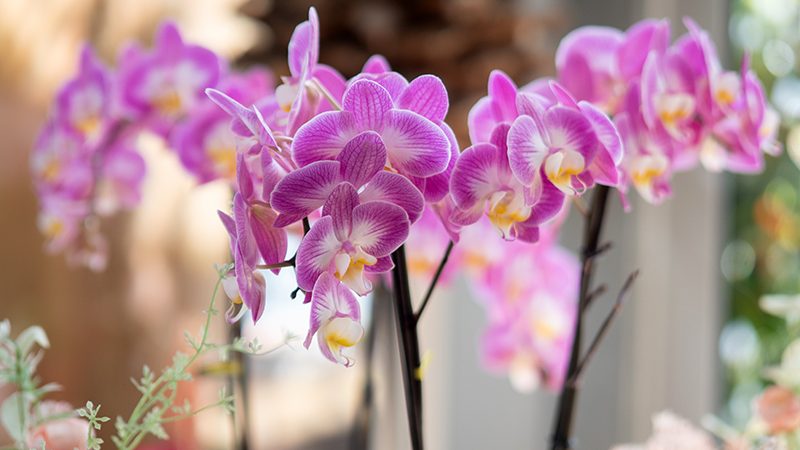 Blumen Heimerdinger, Leinfelden-Echterdingen