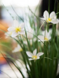 Blumen-Heimerdinger, Leinfelden-Echterdungen